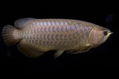 龍魚魚鱗上有黑點（龍魚魚鱗上出現黑點可能由多種因素引起，可能是多種因素引起）