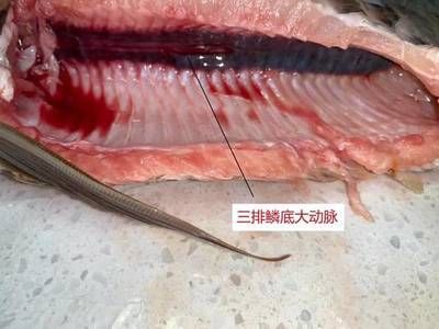 金龍魚結構圖的詳細介紹：關于金龍魚結構圖的詳細介紹