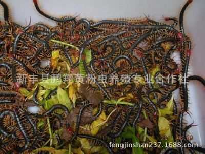 龍魚飼料添加劑效果：龍魚飼料添加劑使用技巧龍魚飼料添加劑的使用技巧