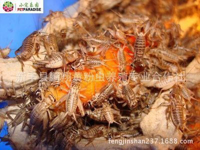 龍魚飼料添加劑效果：龍魚飼料添加劑使用技巧龍魚飼料添加劑的使用技巧