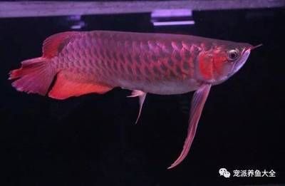 龍魚怎么快速生長出來：如何讓龍魚快速生長 龍魚怎么快速生長出來：如何讓龍魚快速生長 龍魚百科 第1張