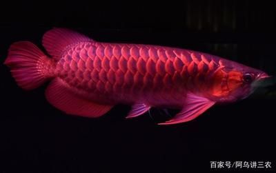 龍魚怎么快速生長出來：如何讓龍魚快速生長 龍魚怎么快速生長出來：如何讓龍魚快速生長 龍魚百科 第2張