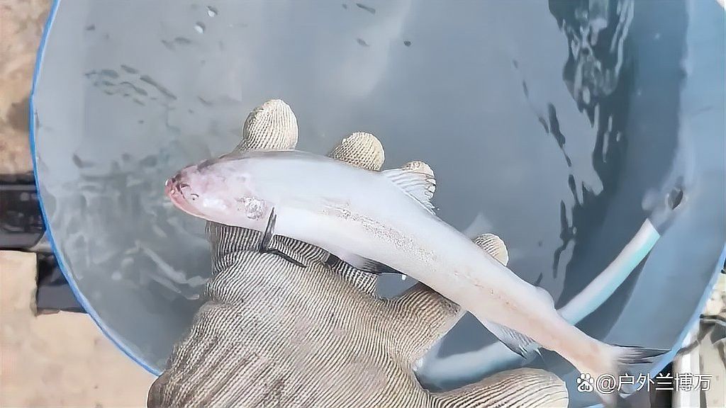 東海小白龍魚價格行情