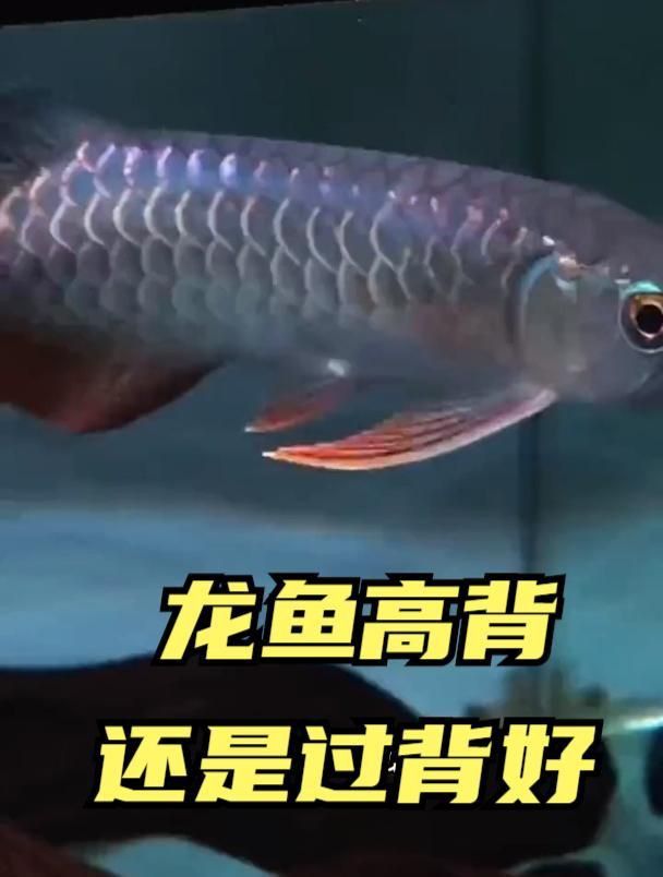 龍魚過背和高背的區別
