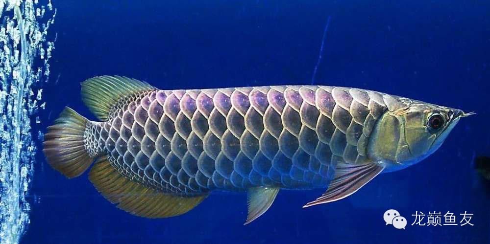 金龍魚生長速度快嗎？【不同飼養環境下金龍魚生長速度對比】