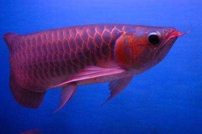 紅龍魚的四大品牌是什么品種的（紅龍魚品種介紹）