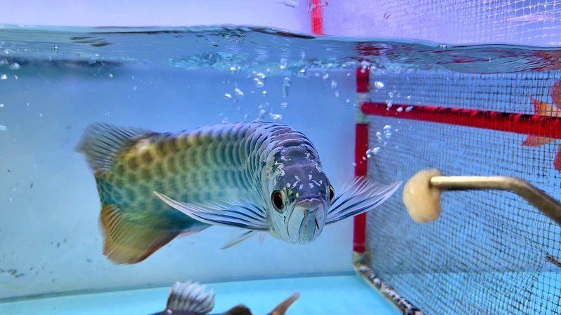 紅龍魚金龍魚哪個好養一點呢