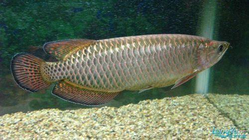 星點龍魚多少錢