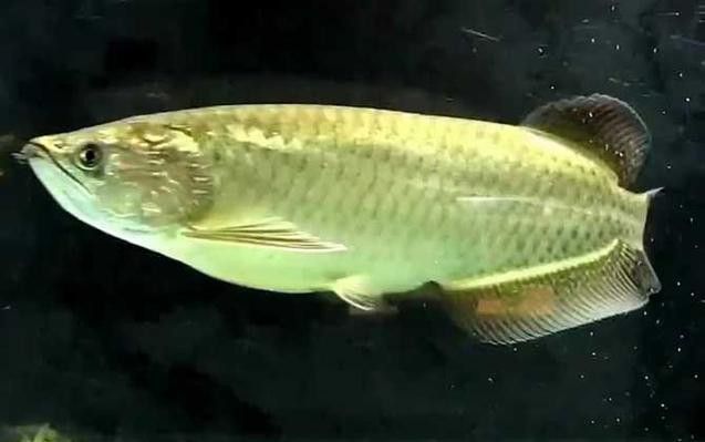 星點龍魚多少錢