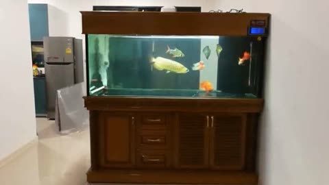 金龍魚在魚缸里怎么移動金龍魚在魚缸里怎么遷移：搬家時移動金龍魚在魚缸里怎么移動金龍魚在魚缸里怎么搬 金龍魚在魚缸里怎么移動金龍魚在魚缸里怎么遷移：搬家時移動金龍魚在魚缸里怎么移動金龍魚在魚缸里怎么搬 龍魚百科 第1張