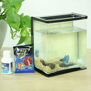 金龍魚在魚缸里怎么移動金龍魚在魚缸里怎么遷移：搬家時移動金龍魚在魚缸里怎么移動金龍魚在魚缸里怎么搬 金龍魚在魚缸里怎么移動金龍魚在魚缸里怎么遷移：搬家時移動金龍魚在魚缸里怎么移動金龍魚在魚缸里怎么搬 龍魚百科 第3張