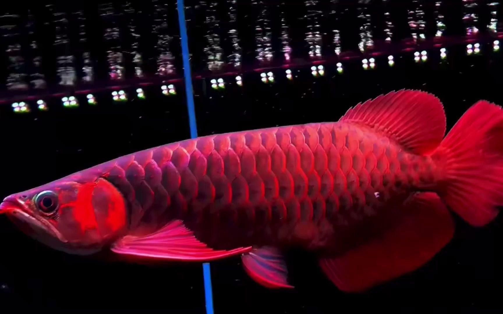 有哪些不適合與龍魚混養的魚種？ 有哪些不適合與龍魚混養的魚種？ 龍魚百科 第1張