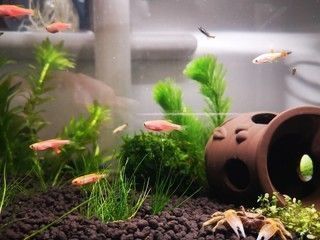 森森魚(yú)缸的尺寸和報(bào)價(jià)，森森魚(yú)缸價(jià)格及其特點(diǎn)
