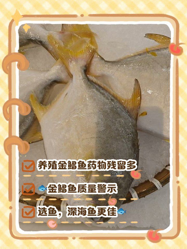 金鯧魚為什么不建議吃