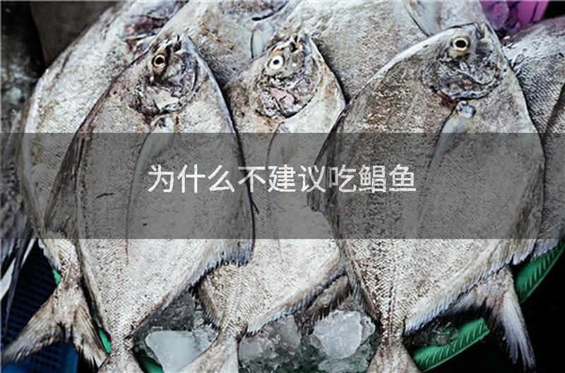金鯧魚為什么不建議吃