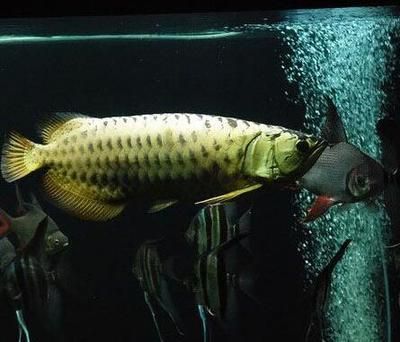 金龍魚食什么最好養殖：金龍魚的飼養與養殖方法