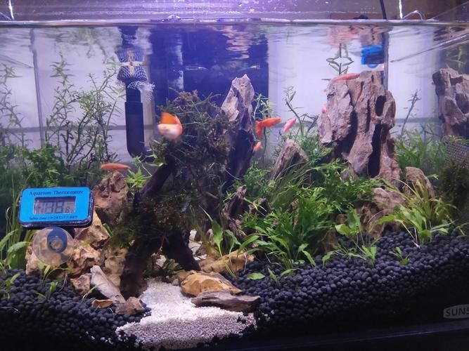 白子過(guò)背金龍魚(yú)好養(yǎng)嗎怎么養(yǎng)活