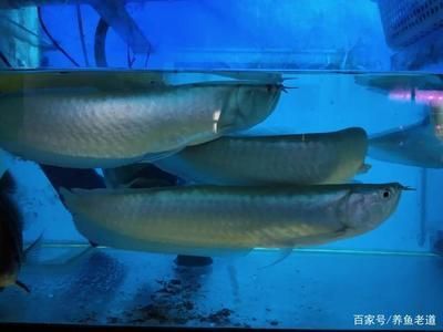 一米八魚缸可以養(yǎng)五條龍魚嗎（一米八的魚缸是否適合養(yǎng)五條龍魚）