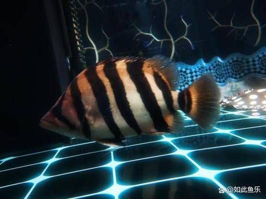 龍魚缸適合養什么魚（適合與龍魚一起飼養的幾種魚種）