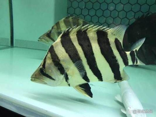 龍魚缸適合養什么魚（適合與龍魚一起飼養的幾種魚種）