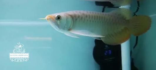 龍魚眼睛突出可能是由于多種原因引起的，以下是幾種原因引起的：龍魚一只眼睛突出怎么辦