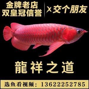 紅龍魚魚苗批發(fā)市場(chǎng)地址，紅龍魚魚苗批發(fā)交易市場(chǎng)地址