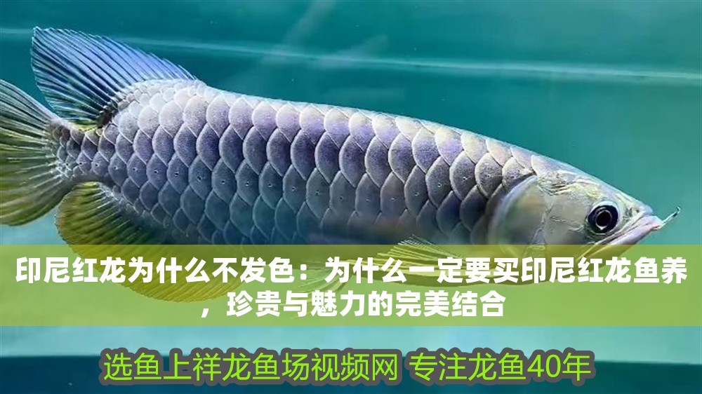 印尼紅龍為什么不發(fā)色：為什么一定要買印尼紅龍魚(yú)養(yǎng)，珍貴與魅力的完美結(jié)合