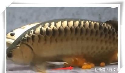 金龍魚為什么不吃飼料：金龍魚不吃飼料的原因可能有以下幾點(diǎn)以上就是可能導(dǎo)致