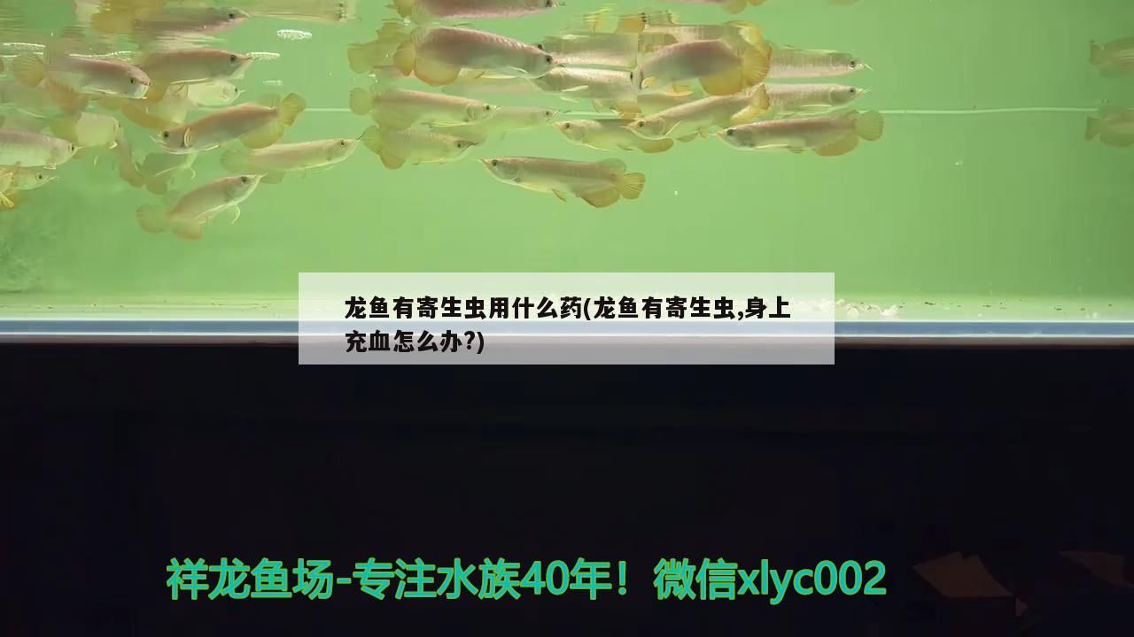 龍魚有寄生蟲用什么藥(龍魚有寄生蟲,身上充血怎么辦?) 龍魚有寄生蟲用什么藥(龍魚有寄生蟲,身上充血怎么辦?) 龍魚百科 第2張