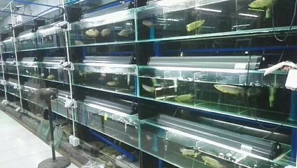 養(yǎng)龍魚用什么缸養(yǎng)最好看：養(yǎng)龍魚最好選擇一個(gè)什么樣的魚缸