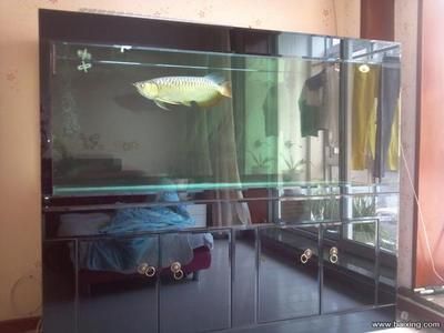 養(yǎng)龍魚用什么缸養(yǎng)最好看：養(yǎng)龍魚最好選擇一個(gè)什么樣的魚缸