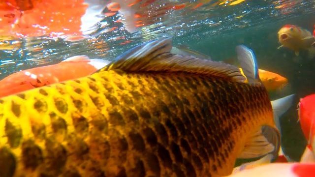 金龍魚(yú)介紹視頻：金龍魚(yú)品牌介紹