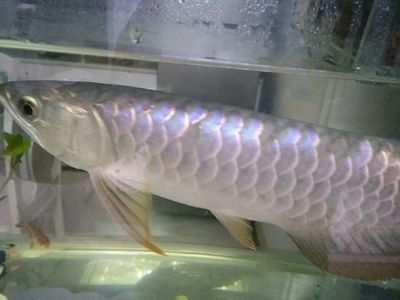 龍魚脹肚：如何處理龍魚脹肚