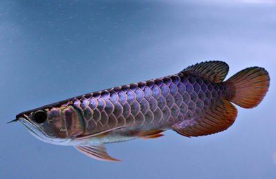 黑金龍魚價(jià)格：黑金龍魚價(jià)格受到多個(gè)因素影響市場(chǎng)需求、品相、品相、稀缺性等