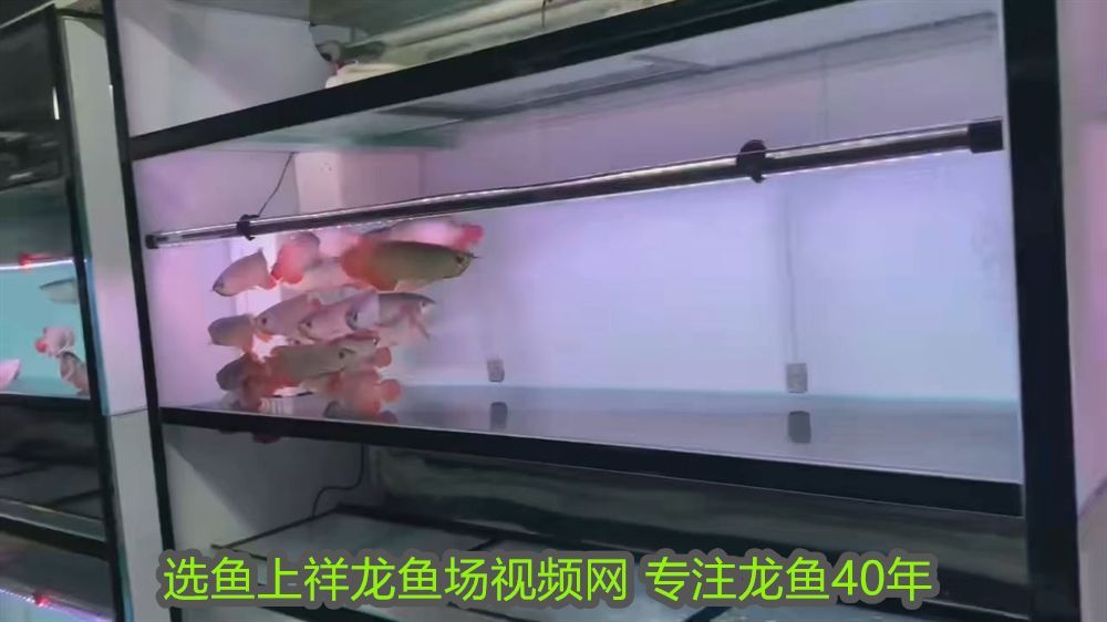 馬來西亞過背金龍魚藍底多少錢一條：馬來西亞過背金龍魚，水族界的黃金瑰寶