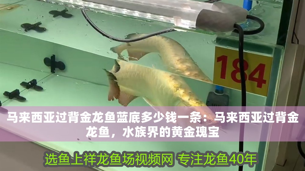 馬來西亞過背金龍魚藍底多少錢一條：馬來西亞過背金龍魚，水族界的黃金瑰寶
