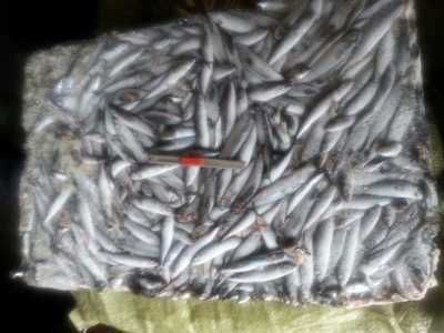 龍魚飼料魚混養：關于龍魚飼料魚混養的詳細信息 龍魚飼料魚混養：關于龍魚飼料魚混養的詳細信息 龍魚百科 第1張