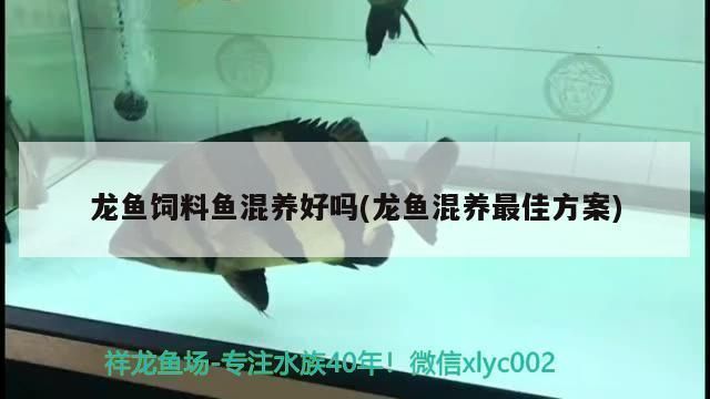 龍魚飼料魚混養：關于龍魚飼料魚混養的詳細信息 龍魚飼料魚混養：關于龍魚飼料魚混養的詳細信息 龍魚百科 第5張