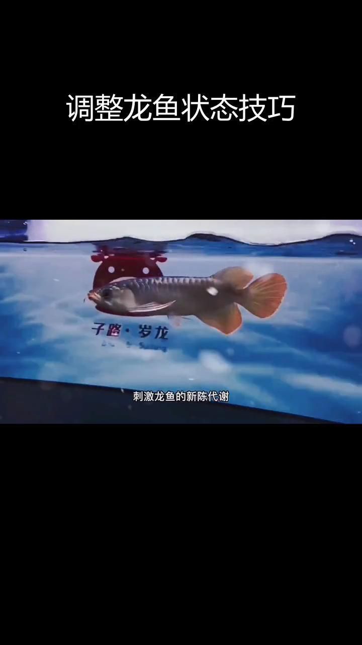 龍魚不吃食應該如何處理？