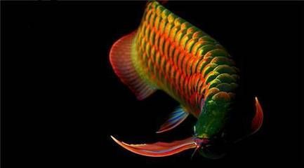 龍魚張口呼吸（龍魚張口呼吸可能由于缺氧、水質問題、生理反應、生理反應）
