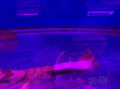 龍魚張口呼吸（龍魚張口呼吸可能由于缺氧、水質(zhì)問題、生理反應(yīng)、生理反應(yīng)）