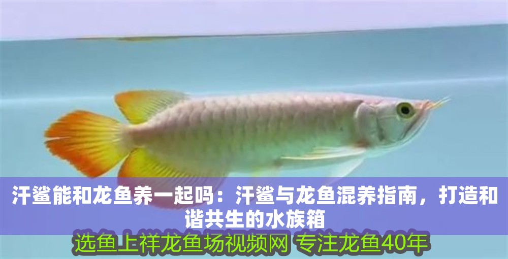 汗鯊能和龍魚養一起嗎：汗鯊與龍魚混養指南，打造和諧共生的水族箱 汗鯊能和龍魚養一起嗎：汗鯊與龍魚混養指南，打造和諧共生的水族箱 龍魚百科 第1張