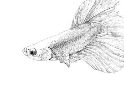 龍魚畫像白描：龍魚畫像白描技巧，龍魚白描上色指南，傳統白描上色指南