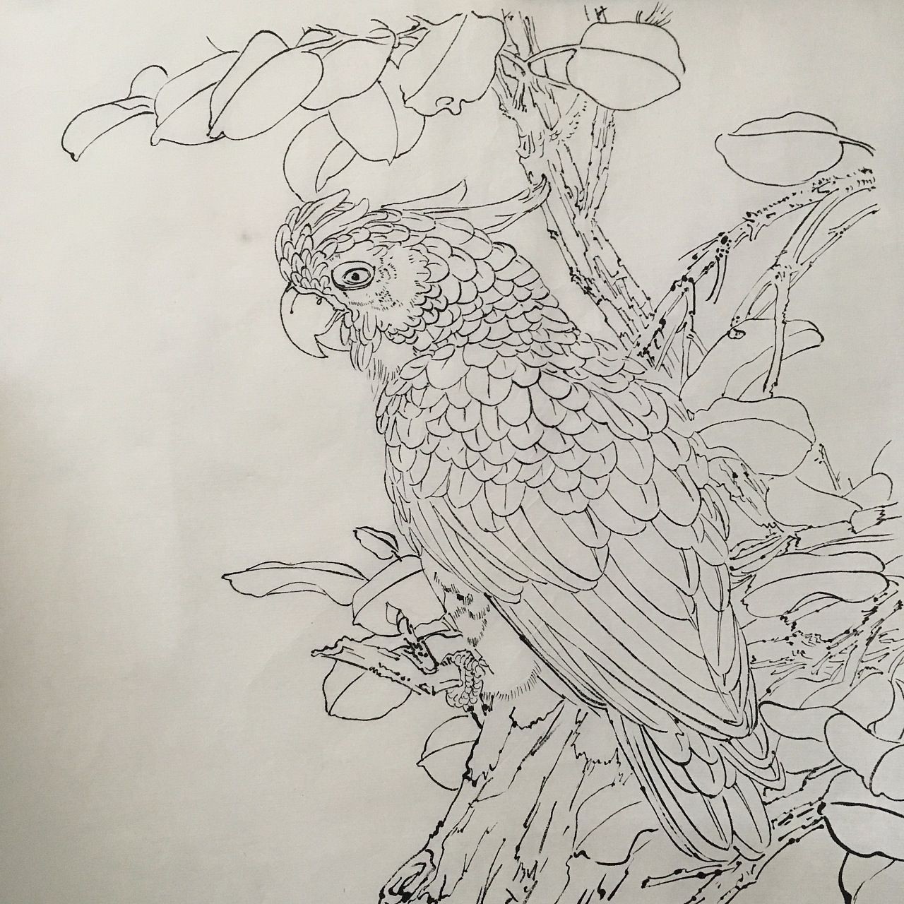 龍魚畫像白描：龍魚畫像白描技巧，龍魚白描上色指南，傳統白描上色指南