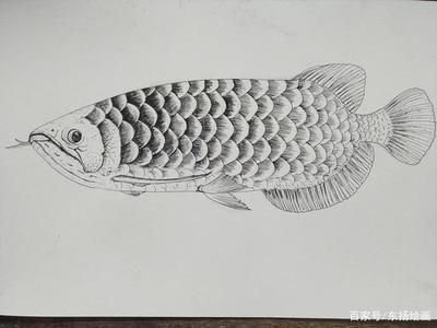 龍魚畫像白描：龍魚畫像白描技巧，龍魚白描上色指南，傳統白描上色指南