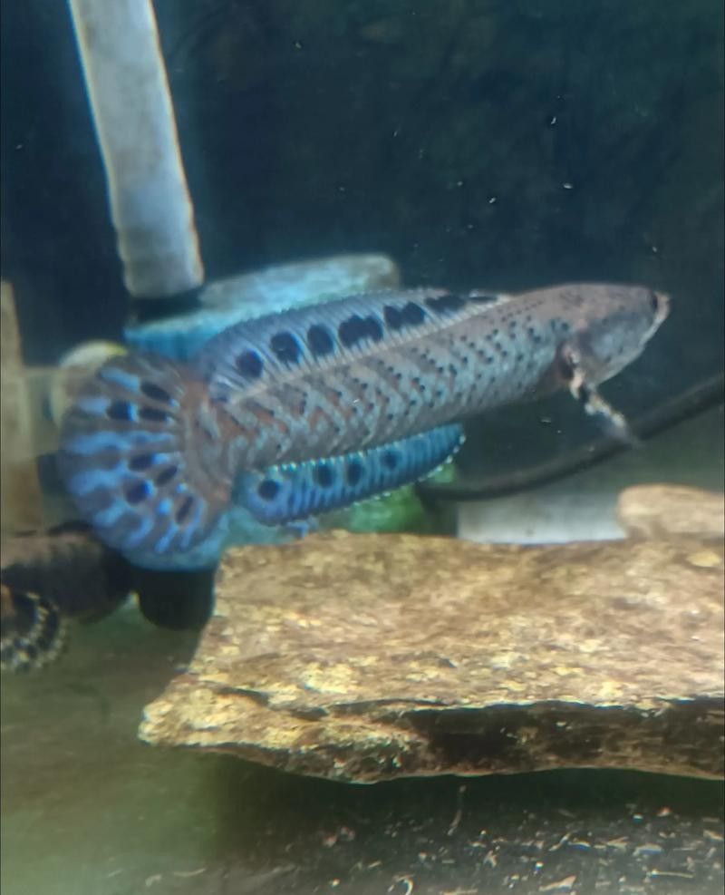 黃嘴幻彩藍寶石雷龍魚