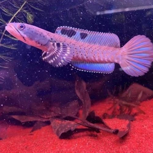 黃嘴幻彩藍寶石雷龍魚