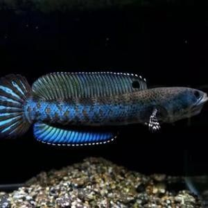 黃嘴幻彩藍寶石雷龍魚