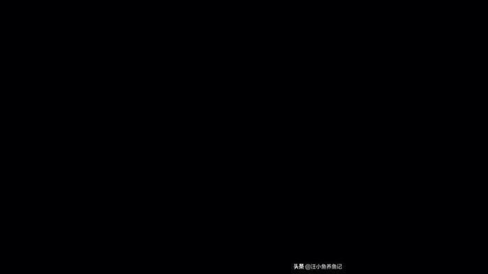 龍魚喂魚糧好嗎視頻大全：龍魚飼料營養成分詳解