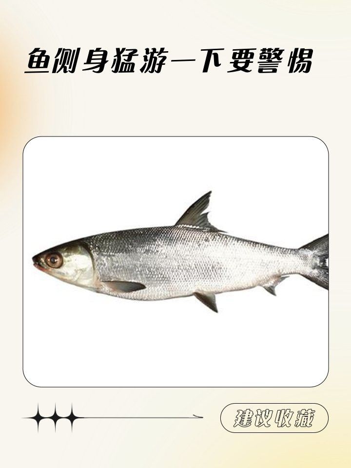 紅龍魚側游怎么回事